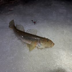小樽港でスナガレイと大ハゼ上がる！！サビキではイカナゴ２桁釣果！！
