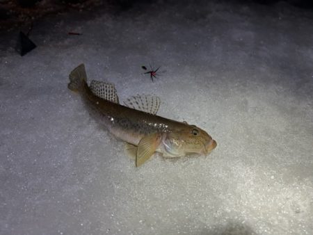小樽港でスナガレイと大ハゼ上がる！！サビキではイカナゴ２桁釣果！！