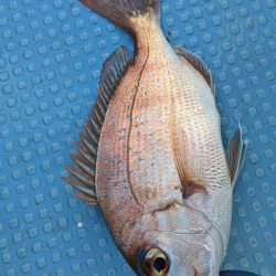 色んな魚種（サウス）