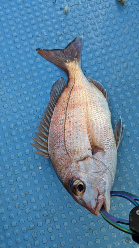 色んな魚種（サウス）