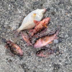 和歌山マリーナシティ海釣り公園