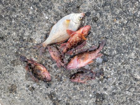 和歌山マリーナシティ海釣り公園