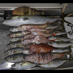 色々釣れました