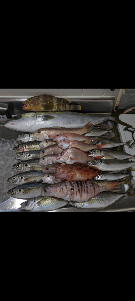 色々釣れました