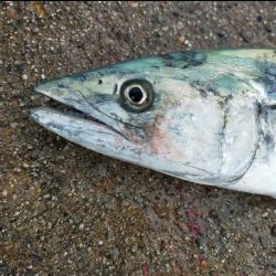 まさかのサワラ