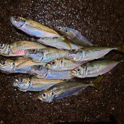 鼻水ジュルジュル罰ゲームアジング