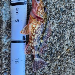 久しぶりの投稿