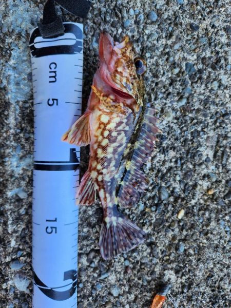 久しぶりの投稿