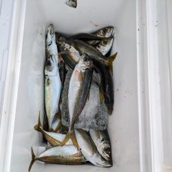 鯵大爆発釣果!!