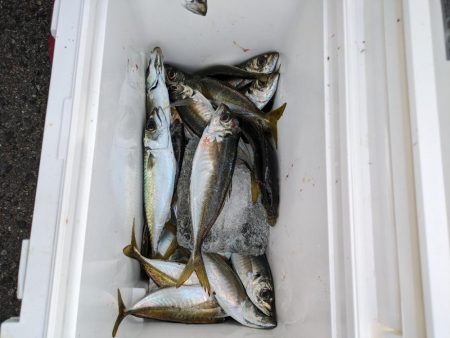 鯵大爆発釣果!!