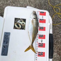 ギガアジを狙って