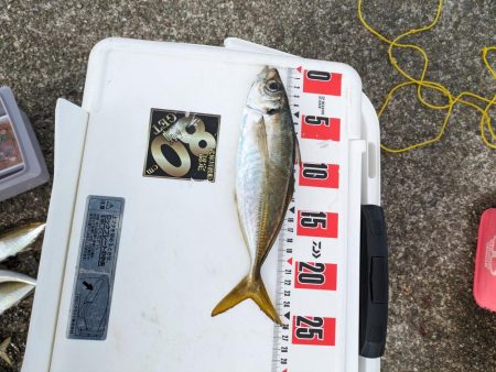 ギガアジを狙って