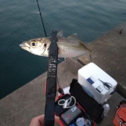 雑賀崎アジング