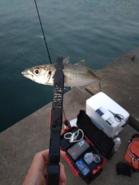 雑賀崎アジング