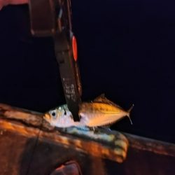 なぎさ公園リベンジ