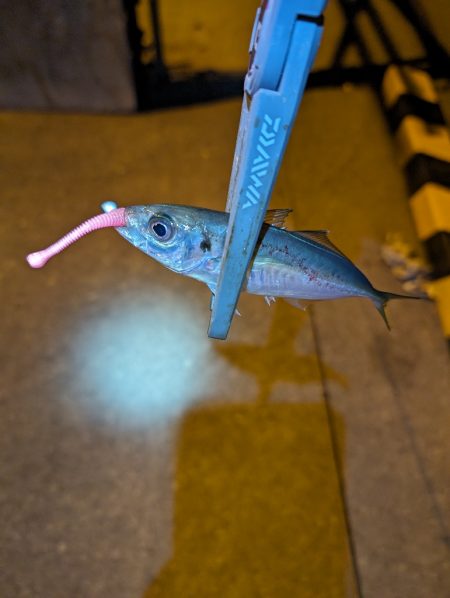 陸っぱり釣行記