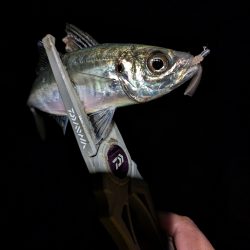 陸っぱり釣行記ジグ単