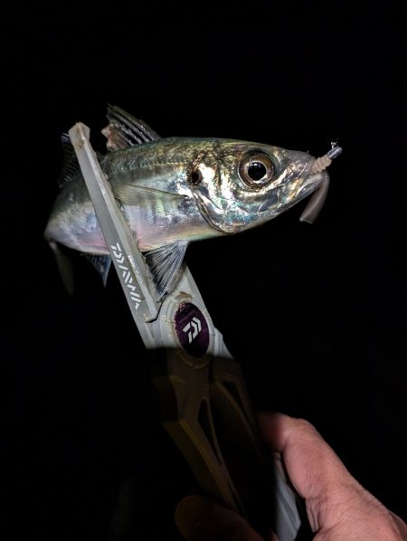 陸っぱり釣行記ジグ単