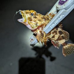 陸っぱり釣行記