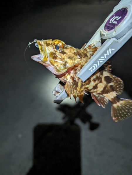 陸っぱり釣行記