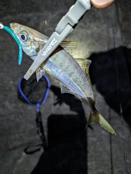 陸っぱり釣行記