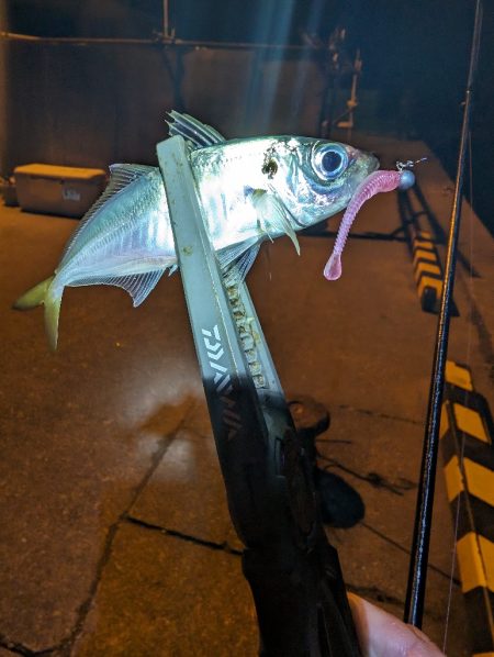 陸っぱり釣行記