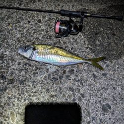 陸っぱり釣行記