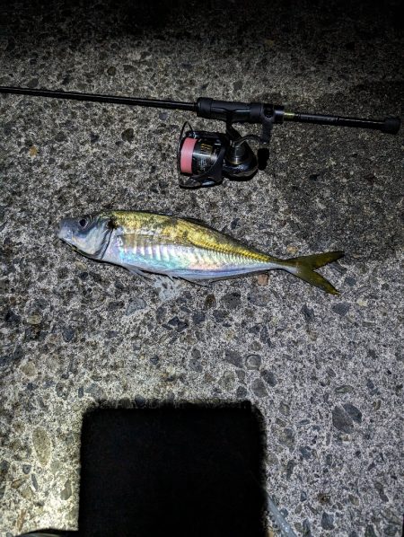 陸っぱり釣行記