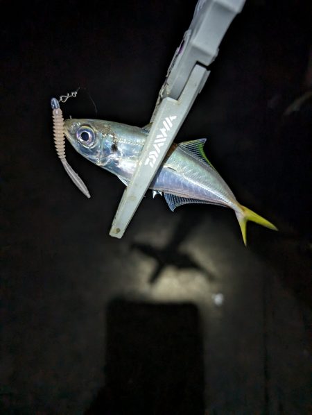 陸っぱり釣行記