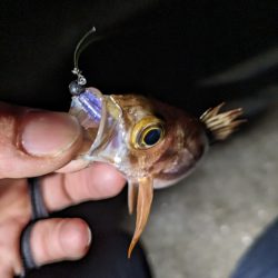 かぼちゃ島メバル🐟