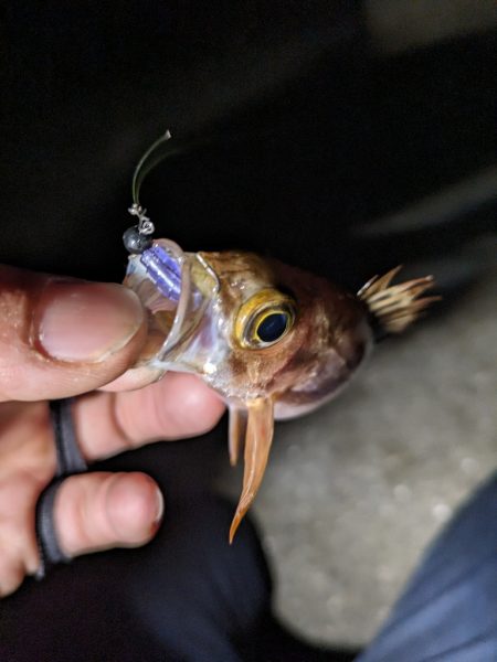 かぼちゃ島メバル🐟