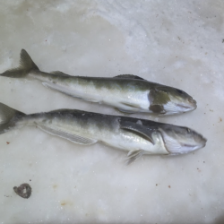 北海道積丹古平漁港でホッケ!!