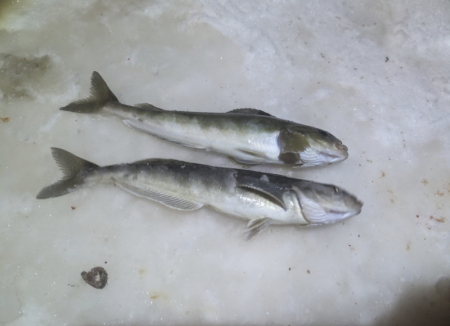 北海道積丹古平漁港でホッケ！！