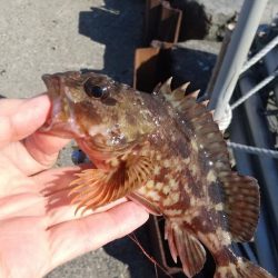 ファーストフィッシュはガシラ