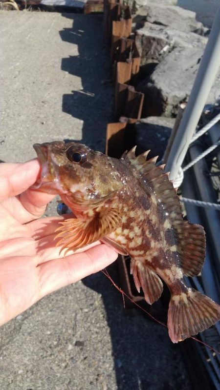 ファーストフィッシュはガシラ