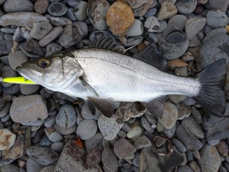 なんとかヒラスズキ！