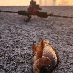 家出メバリング