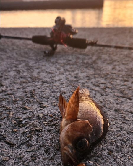 家出メバリング