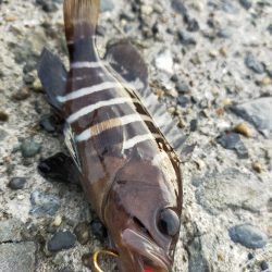 夕マヅメ/ライトルアー