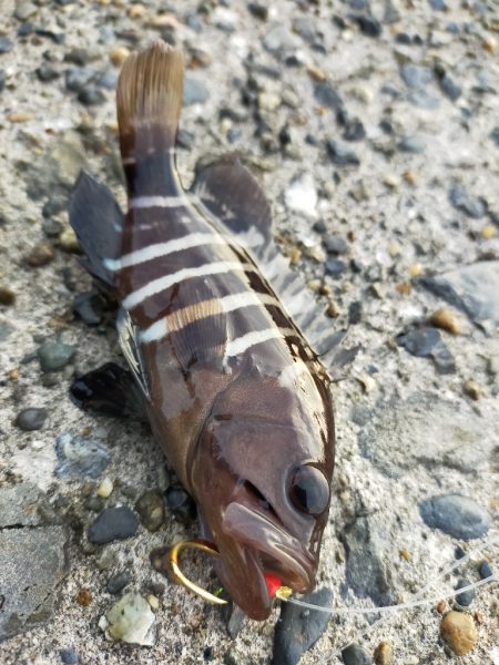 夕マヅメ／ライトルアー