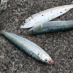 カタボシイワシの群れに水鳥が…