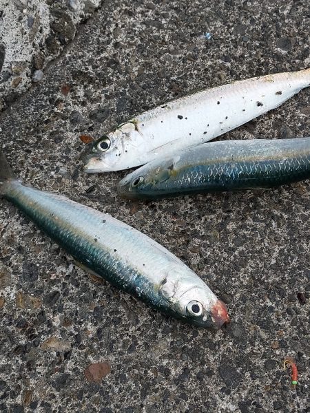 カタボシイワシの群れに水鳥が…