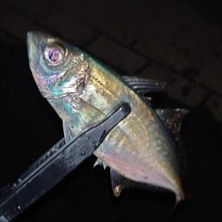 かなり久しぶりにやりましてん！