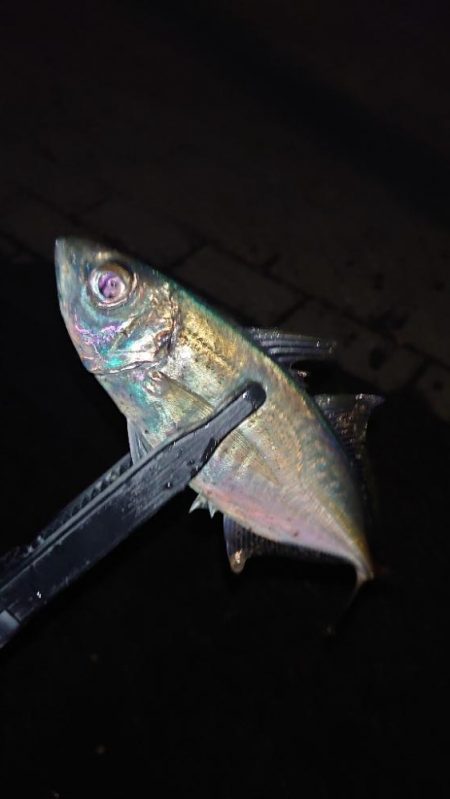 かなり久しぶりにやりましてん!