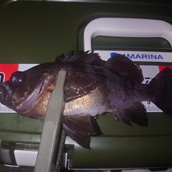 メバリング🎣