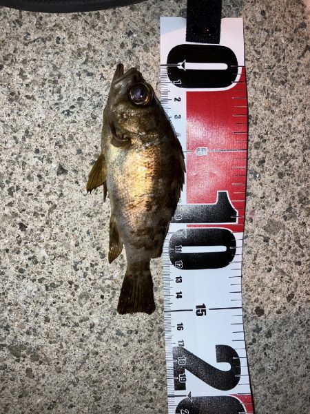 クーのぼっち釣行記！