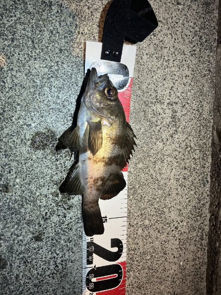 明石港東外港西防波堤灯台