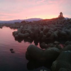 メバル（おと）