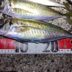 今期最大サイズ