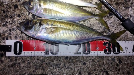 今期最大サイズ